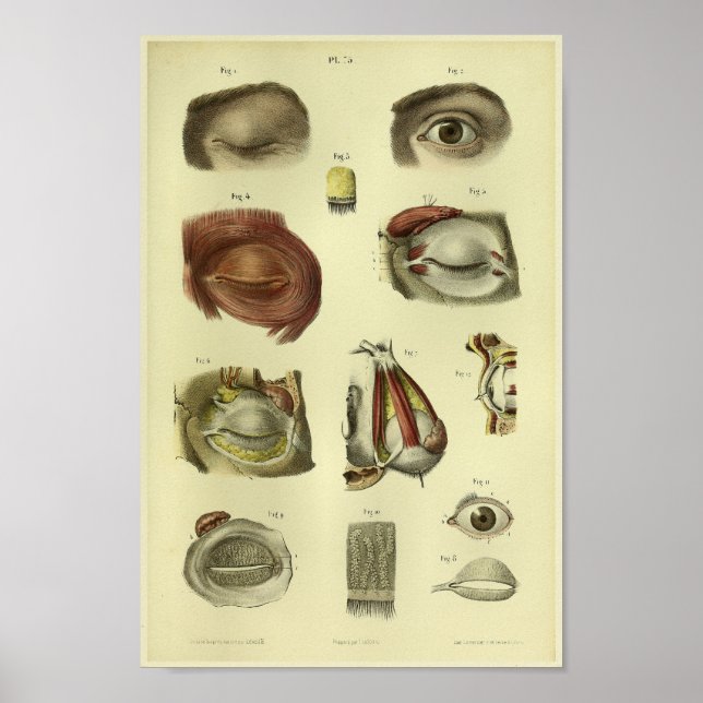 impressão de Anatomia Ocular Humana 1866 (Frente)