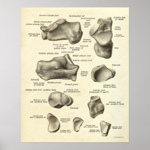 Impressão de Anatomia Vintage Ossos de Pé