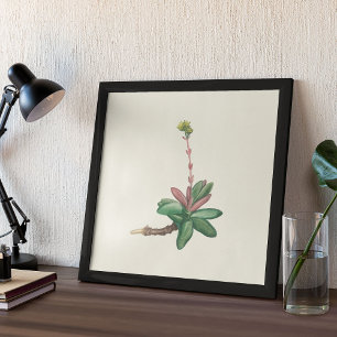 Impressão de Aquarela Antiquada