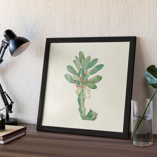 Impressão de Aquarela Antiquada (Watercolor Antique Botanical Cactus Print Poster)