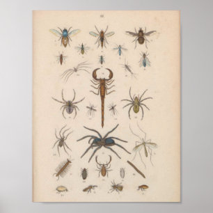 Impressão de Aranha do Escorpião de Cor Vintage