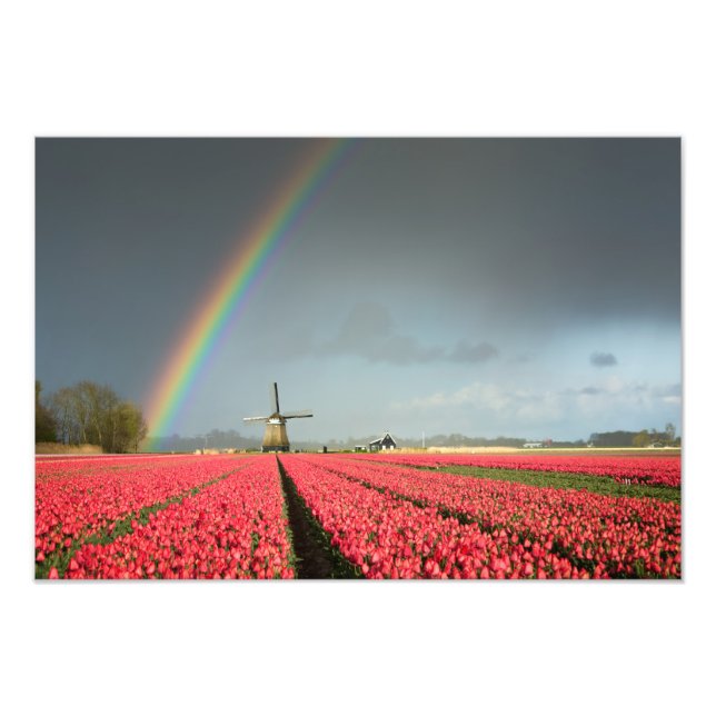 Impressão de arco-íris, tulipas e fotografia de mo (Frente)