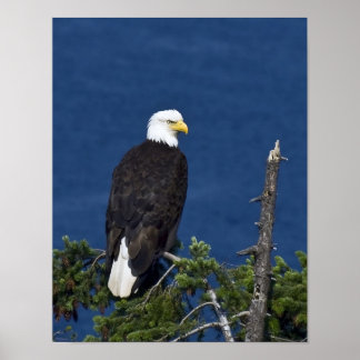 Impressão de Arte Águia Americana