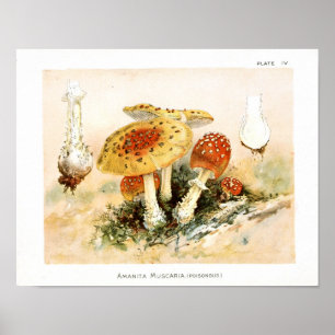 Impressão de Arte Amarela Vermelha Vintage 1895 C
