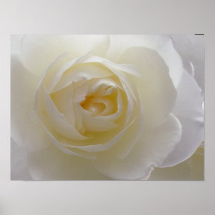 Impressão de Arte Belo Impressão de Rosa Branco