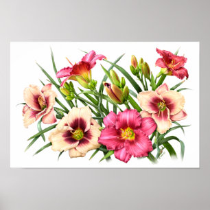 Impressão de Arte Botânica de Hemerocallis Vermelh