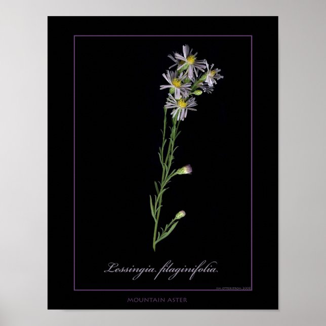 Impressão de Arte Botânica de Montanha Aster (Frente)