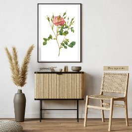 Impressão de Arte Botânica de Rosa Rosa Delicada