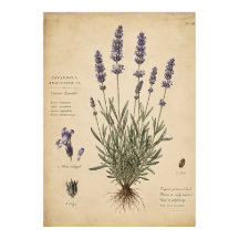 Impressão de Arte Botânica Lavanda Vintage