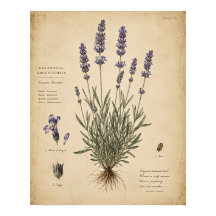 Impressão de Arte Botânica Lavanda Vintage