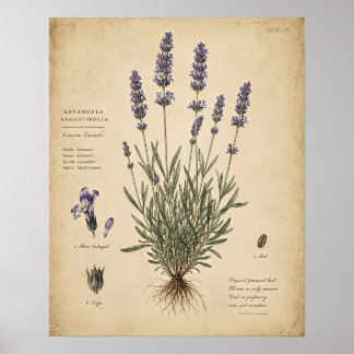 Impressão de Arte Botânica Lavanda Vintage