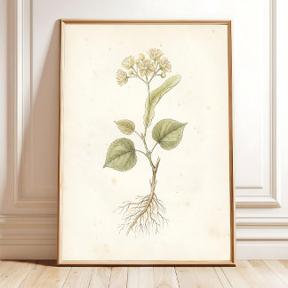 Impressão de Arte Botânica Vintage Flor de Tília