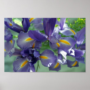 Impressão de Arte com Flor em Íris Roxo