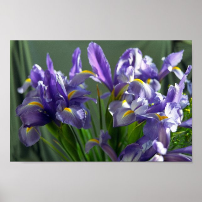 Impressão de Arte com Flor em Íris Roxo (Frente)