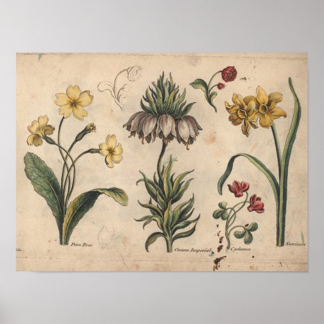impressão de Arte da Flor Botânica 1757 PrimeRose (Frente)