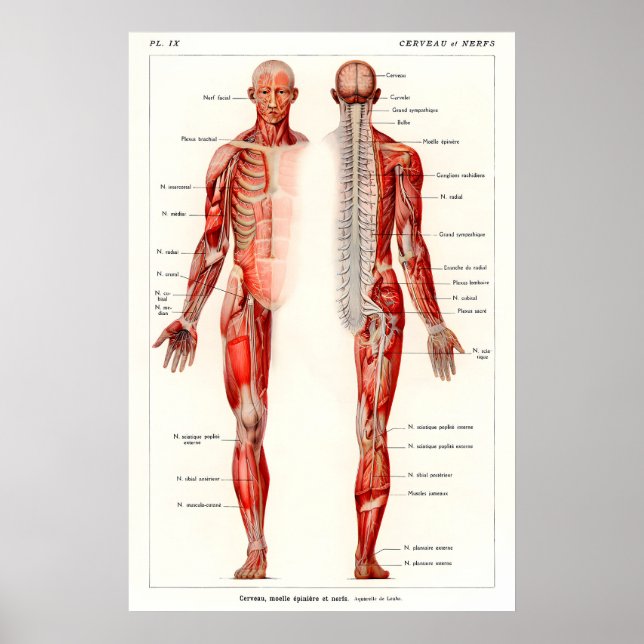 Impressão de Arte de Anatomia Humana Antiga Século (Frente)