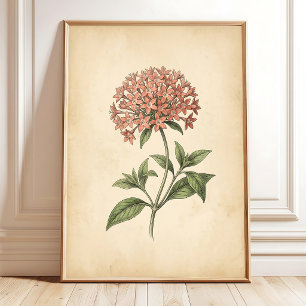Impressão de Arte de Flor Pentas Vintage