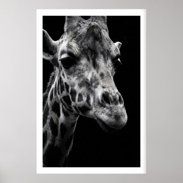 Impressão de Arte de Girafa Fotografia Monocromáti (Frente)