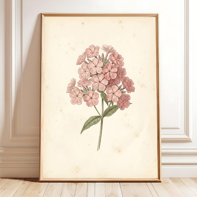 Impressão de Arte de Parede Botânica Phlox (Criador carregado)