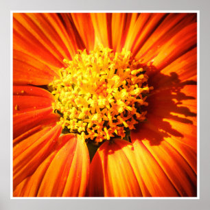 Impressão de Arte de Parede de Flor Laranja Radian