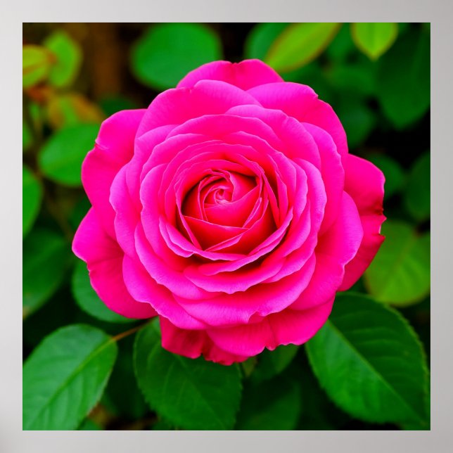 Impressão de Arte de Parede Floral Romântica Close (Frente)