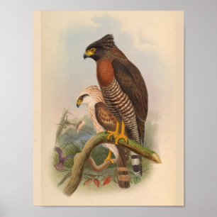 Impressão de Arte de Pássaro Falcão Vermelho