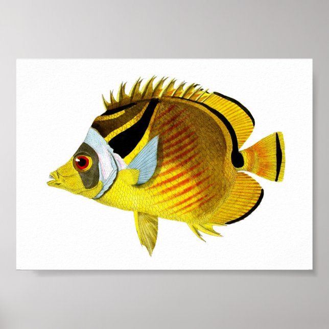 Impressão de Arte de Peixes Tropicais Amarelos 4 (Frente)