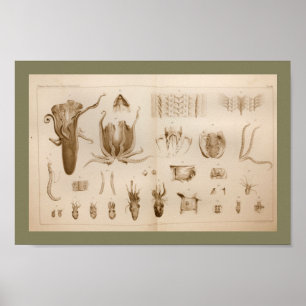Impressão de Arte de Polvo de 1896
