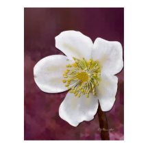 Impressão de Arte de Rosa de Inverno de Alta Resol