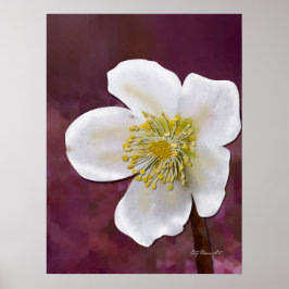 Impressão de Arte de Rosa de Inverno de Alta Resol