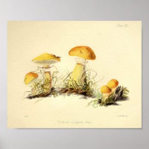 Impressão De Arte Do Boné Amarelo Vintage 1855 M