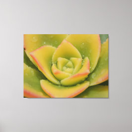 Impressão de Arte em Tela Macro Suculenta Esmerald