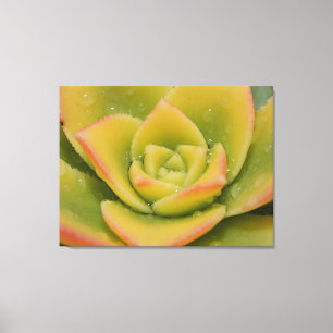Impressão de Arte em Tela Macro Suculenta Esmerald