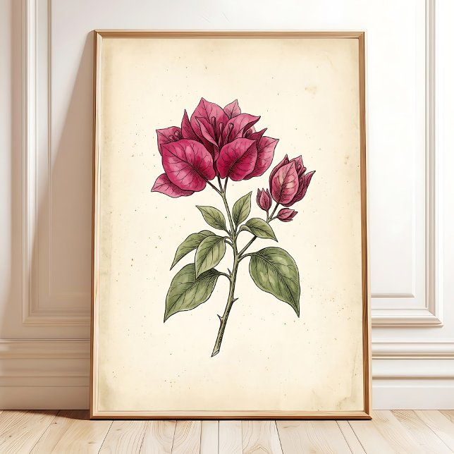 Impressão de Arte Flor de Bougainvillea (Criador carregado)