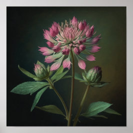 Impressão de Arte Flor Rosa-Astrantia