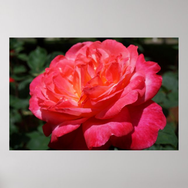 Impressão de Arte Floral Jardim de Flores Rosa Ver (Frente)