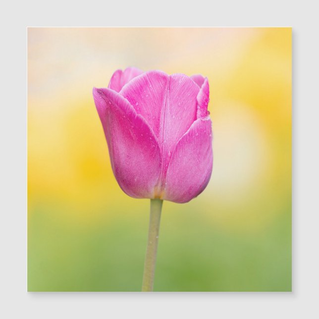 Impressão de Arte Floral Tulipa Rosa (Frente)