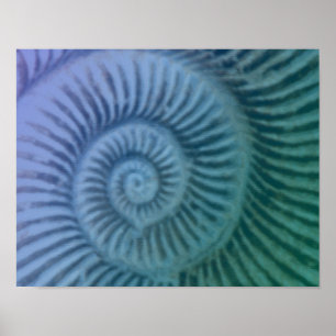 Impressão de Arte Fóssil de Ammonite Espiral Roxo 