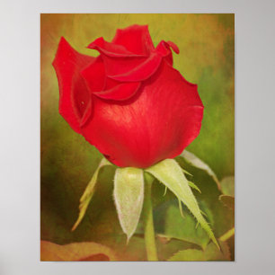 impressão de Arte Fotográfica de Bud rosa vermel