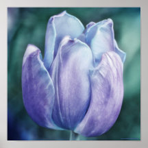 Impressão de Arte Fotográfica de Tulip Roxo Azul