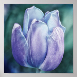Impressão de Arte Fotográfica de Tulip Roxo Azul