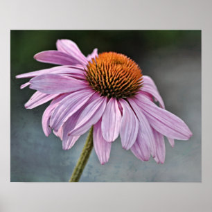 Impressão de Arte Fotográfica do Coneflower