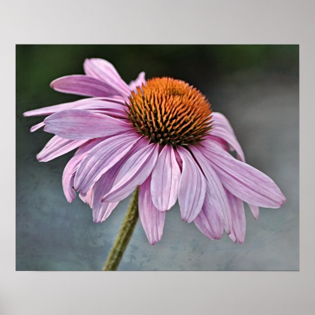 Impressão de Arte Fotográfica do Coneflower (Frente)