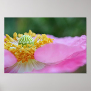 Impressão de Arte Fotográfica Macro-Picada Rosa