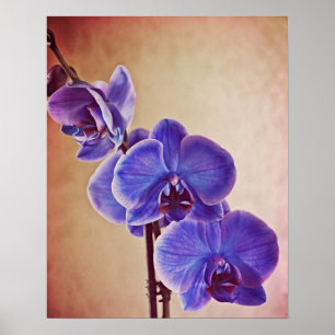 Impressão de Arte Fotográfica Orquídea Azul