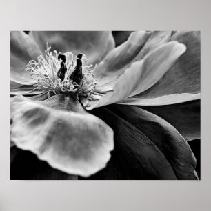 Impressão de Arte Fotográfica Preta de Peony Flo