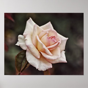 Impressão de Arte Fotográfica Rosa Rosa Rosa Ros