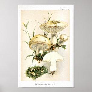 Impressão de Arte Marrom do Vintage 1895 Cogumelo