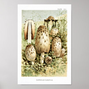 Impressão de Arte Marrom do Vintage 1895 Cogumelo
