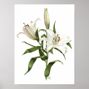Impressão de Arte Original White Oriental Lily